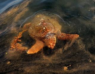 BP Oil Spill and Sea Turtle’s Declining Population Link Revealed in Study