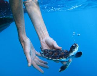 Researchers Put Efforts to Understand Why Young Turtles Often Disappear