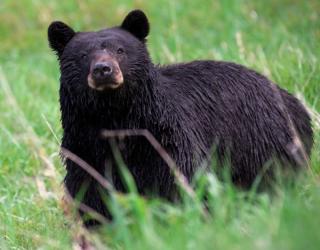 Bear hunting ban to affect Maine Bear hunting ban to affect Maine