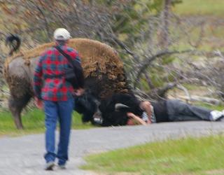 Bison attacks Australian tourist in Yellowstone National Park