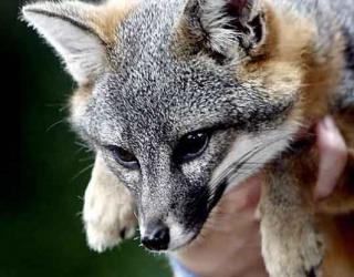 Catalina Island foxes encountering New Problems Catalina Island foxes encountering New Problems