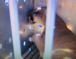 Cougar caught in Portland home Cougar caught in Portland home