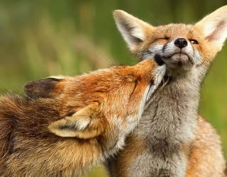 Recovered Catalina Fox Population becoming threat to Residents of Catalina Islan
