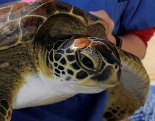 Florida Keys-based Turtle Hospital Taking Care of 30 Rescued Kemp’s ridley sea t