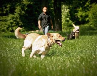 German Shepherd Smells Thyroid Cancer! German Shepherd Smells Thyroid Cancer!