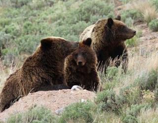 Grizzly Bear Population Improves in Yellowstone Ecosystem