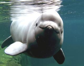 Marine Mammals suffer Irregular Heartbeats while they dive deeper