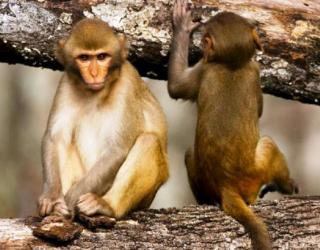 Louisiana Primate Research Facility Worker Likely Exposed to Deadly Bacterium Louisiana Primate Research Facility Worker Likely Exposed to Deadly Bacterium
