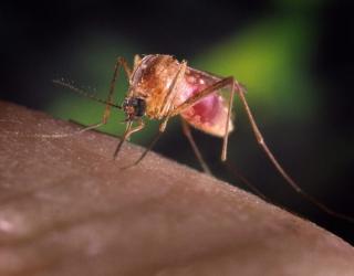 A First this Year: Mosquitoes in Contra Costa County Test Positive for West Nile