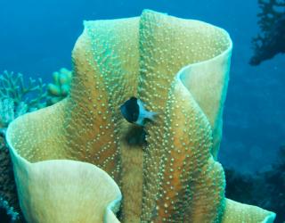 Natural History Museum to launch Barrier Reef virtual dive later this month