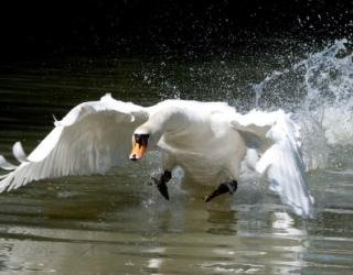 New York revises Plans to reduce Mute Swan Population New York revises Plans to reduce Mute Swan Population