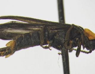 UC Riverside Undergraduate Student discovers New Species of Firefly UC Riverside Undergraduate Student discovers New Species of Firefly