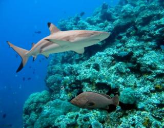 Marine ecosystems may take thousands of years to recover from climate change Marine ecosystems may take thousands of years to recover from climate change