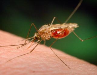 Mosquitoes that thrive in Floodwaters not Responsible for West Nile Cases in Okl