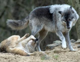 Oregon witnesses increase in grey wolves' population Oregon witnesses increase in grey wolves' population