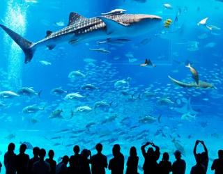 Many Fish Die at Aquarium in Texas Many Fish Die at Aquarium in Texas