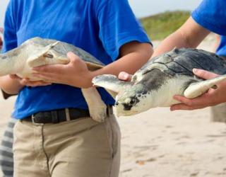 Pittsburgh Zoo & PPG Aquarium Working Towards Rehabilitation of Sea Turtles Pittsburgh Zoo & PPG Aquarium Working Towards Rehabilitation of Sea Turtles