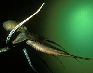 Researchers figure out how octopuses remain tangle-free