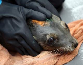 Young sea lion spotted on San Francisco highway rescued Young sea lion spotted on San Francisco highway rescued