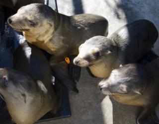 ‘Sea Lions LIVE’ show cancelled ‘Sea Lions LIVE’ show cancelled