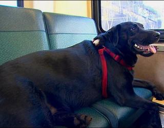 Seattle dog rides bus to Local Park alone Seattle dog rides bus to Local Park alone