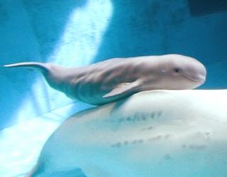 Birth of Beluga Whales comes on Mother’s Day at Georgia Aquarium