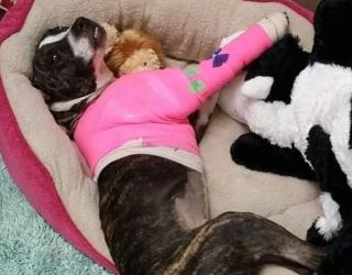 Two Teenagers Arrested in Case of Dog that Found Shot and Tied to Railroad Tracks Two Teenagers Arrested in Case of Dog that Found Shot and Tied to Railroad Track
