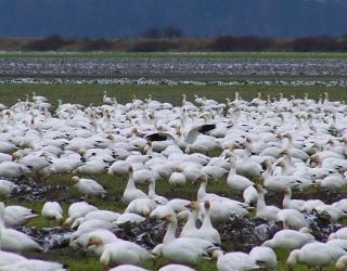 Avian Cholera may be blamed for Death of 2,000 Snow Geese Avian Cholera may be blamed for Death of 2,000 Snow Geese