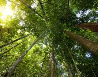 CHECKED-Tropical forests absorb CO2 from air to battle with climate change CHECKED-Tropical forests absorb CO2 from air to battle with climate change