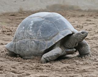 Discovery of ‘Transitional Turtle’ Fossil Solves Turtle Evolution Mystery Discovery of ‘Transitional Turtle’ Fossil Solves Turtle Evolution Mystery