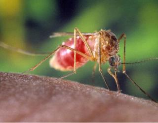 West Nile Virus attacks South Dakota West Nile Virus attacks South Dakota