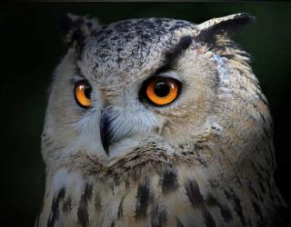 Wildlife Groups file Petition to list California Spotted Owl under Endangered Sp