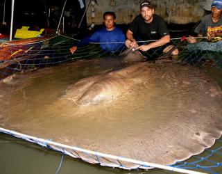 Stingray caught in Thailand’s Mae Klong River could be World’s Largest Freshwater Fish Stingray caught in Thailand’s Mae Klong River could be World’s Largest Freshwate