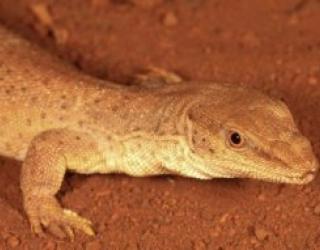 World’s Smallest Goanna goes on Display at Western Australian Museum