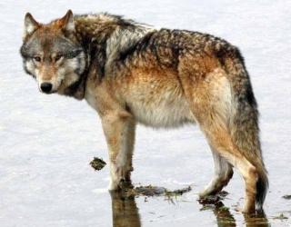20th Anniversary of Yellowstone wolf reintroduction Celebrated 20th Anniversary of Yellowstone wolf reintroduction Celebrated