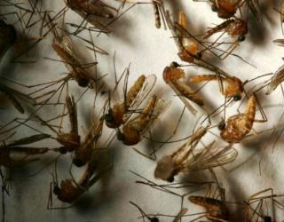 Texas Department of State Health Services reports state's first case of West Nile illness this year Texas Department of State Health Services reports state's first case of West Nil