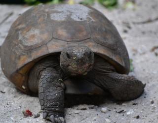 Florida officials ask people not to put gopher tortoises in water