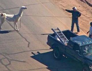 US authorities chase two Llamas on the run in Sun City, Arizona US authorities chase two Llamas on the run in Sun City, Arizona