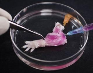 World’s First Lab-Grown Biolimb Raises Hopes of Replication in Humans World’s First Lab-Grown Biolimb Raises Hopes of Replication in Humans