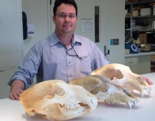 Yeti could just be Himalayan Brown Bear: Study
