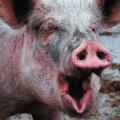 Aggressive pig troubling people in Oakland Aggressive pig troubling people in Oakland