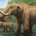 Humans didn’t Drive American Mastodon to Extinction, say Researchers Humans didn’t Drive American Mastodon to Extinction, say Researchers