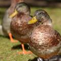 Avian Flu Hardly Poses Any Danger for Now: Study 