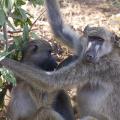 Chacma Baboons Spend More Time with Others That Share Same Personality Traits: S