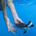 Researchers Put Efforts to Understand Why Young Turtles Often Disappear