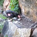 Egg-laying Season Begins at Four Breeding Facilities for Captive California Cond