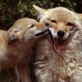 California Fish and Game Commission Bans Prize Hunts for Predators