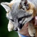 Catalina Island foxes encountering New Problems