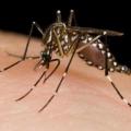 Maine health experts issues Chikungunya warning Maine health experts issues Chikungunya warning