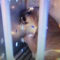 Cougar caught in Portland home Cougar caught in Portland home